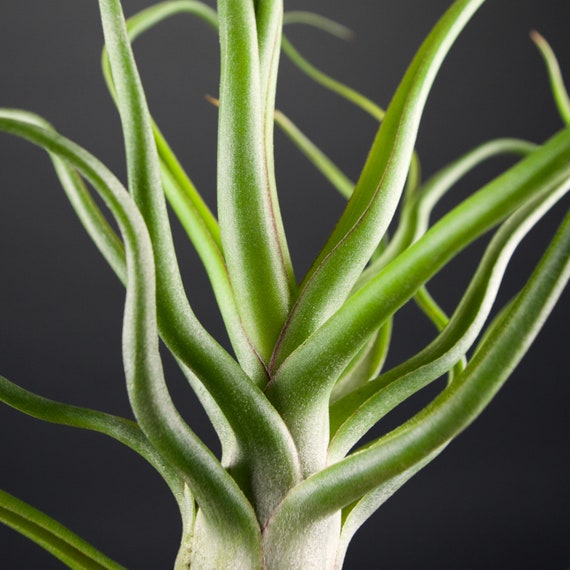 RARE Tillandsia Showtime Specimen : Bulbosa X Streptophylla Hybrid