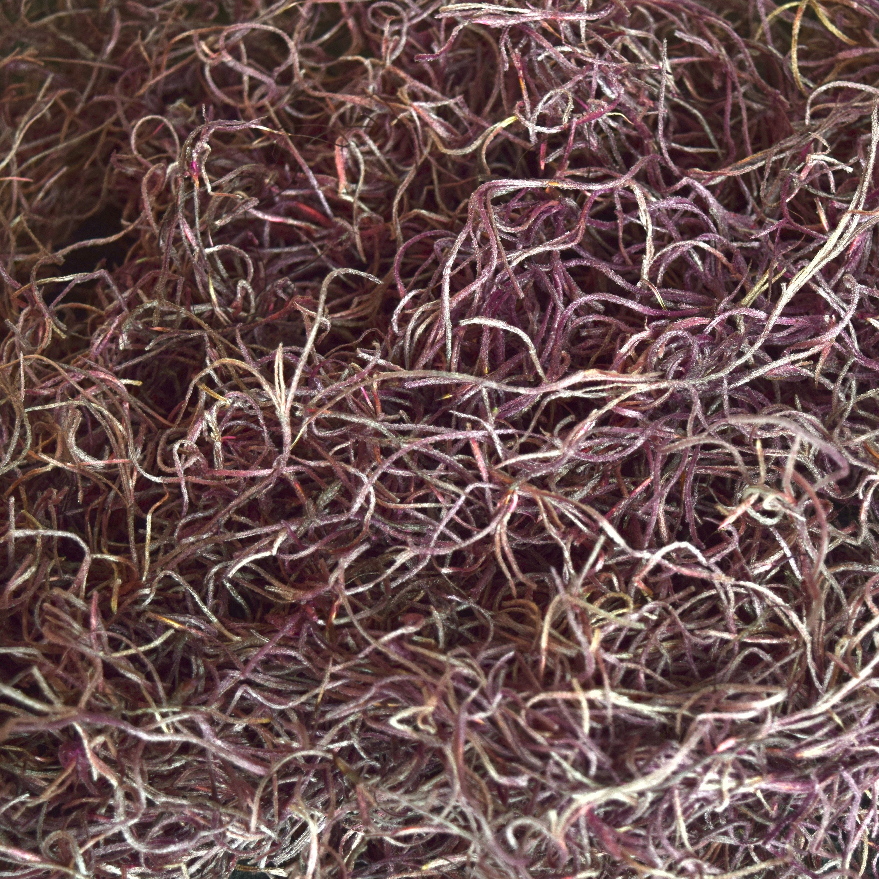 Preserved Spanish Moss Dusty Rose Tillandsia Usneoides Etsy