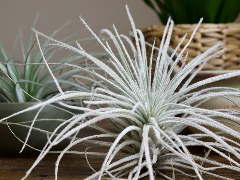 XL Tillandsia Tectorum Peru Specimen RARE Fuzzy Air Plant image 4