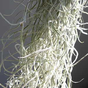 May include: A close-up of a long, stringy, white and green air plant. The plant is hanging down and the strands are very thin and delicate.