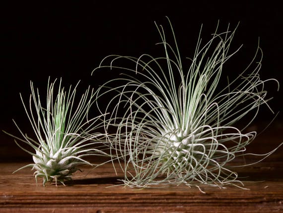 Tillandsia Fuchsii Air Plant - Etsy