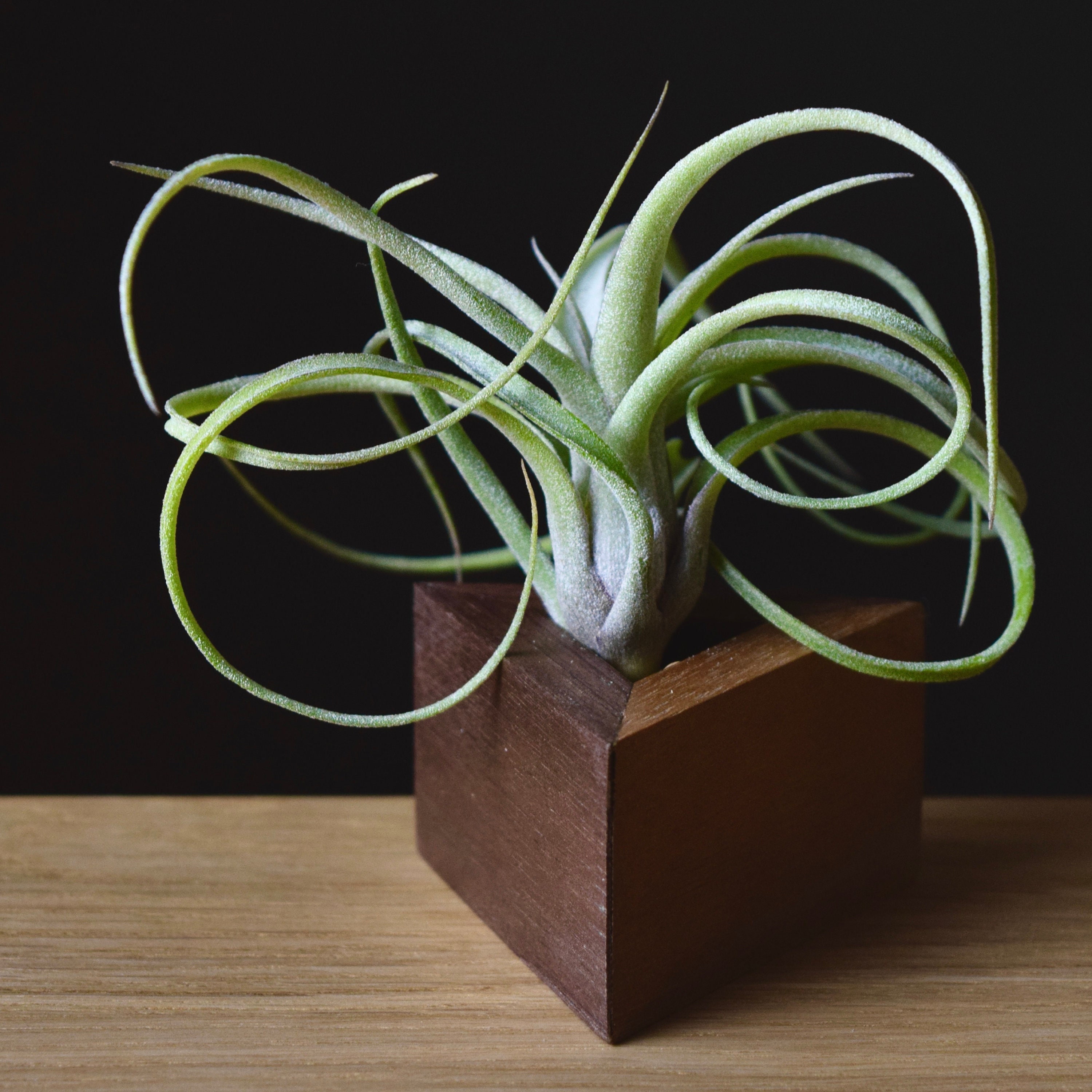 Tillandsia "Sidewinder" Baileyi x Streptophylla Hybrid Air Plant
