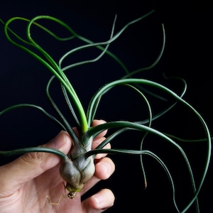 Tillandsia Bulbosa | Alien Air Plant!