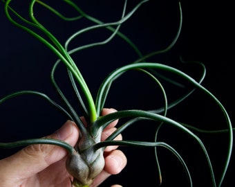 Tillandsia Bulbosa | Alien Air Plant!