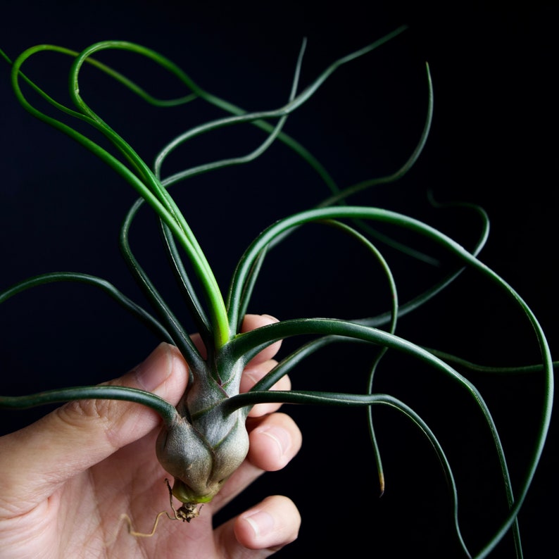 Tillandsia Bulbosa | Alien Air Plant!