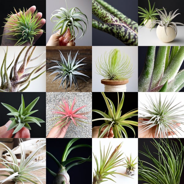 Magic Mystery Air Plant Set