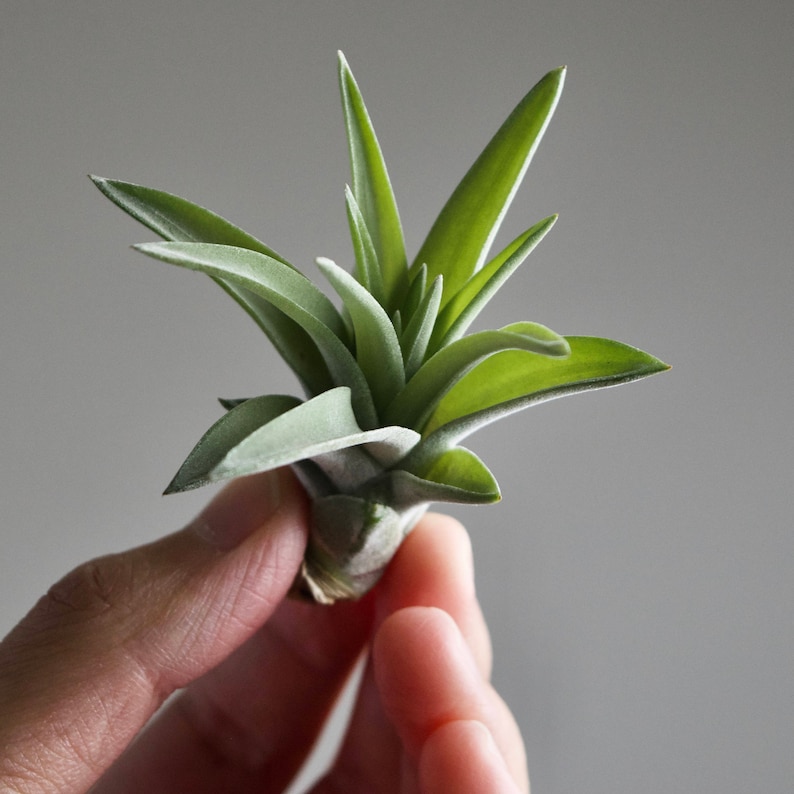 Tillandsia Velutina image 6