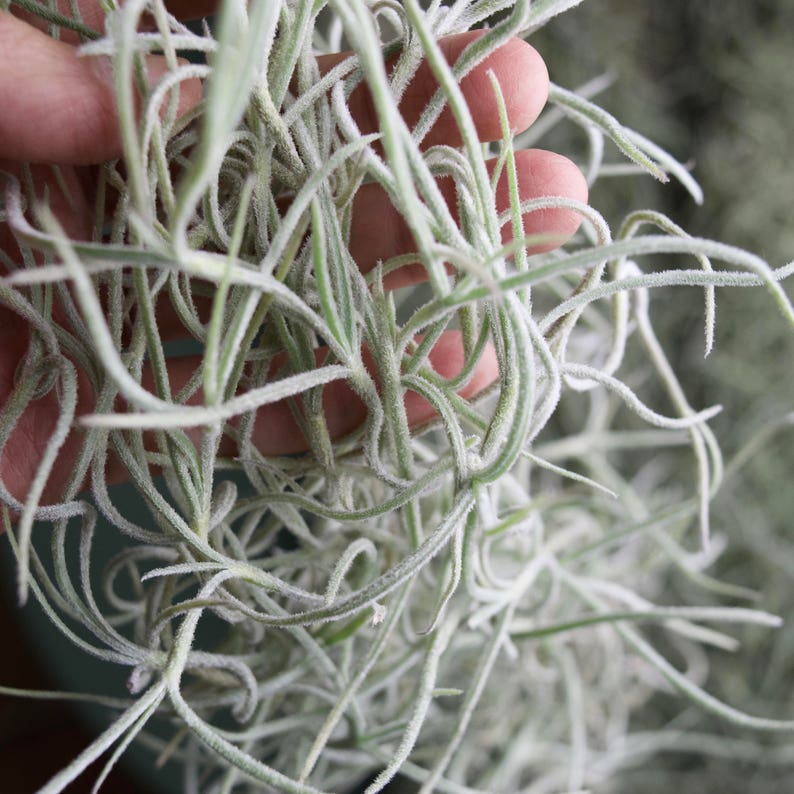 Tillandsia Usneoides RARE THICK Live Spanish Moss image 4