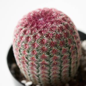 Rainbow Hedgehog Cactus | Echinocereus Rigidissimus Rubrispinus