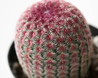 Rainbow Hedgehog Cactus | Echinocereus Rigidissimus Rubrispinus