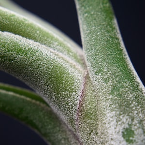 Tillandsia Caput Medusae Air Plant image 1