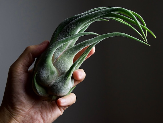 Fuzzy Witch Claw Air Plant Tillandsia Seleriana