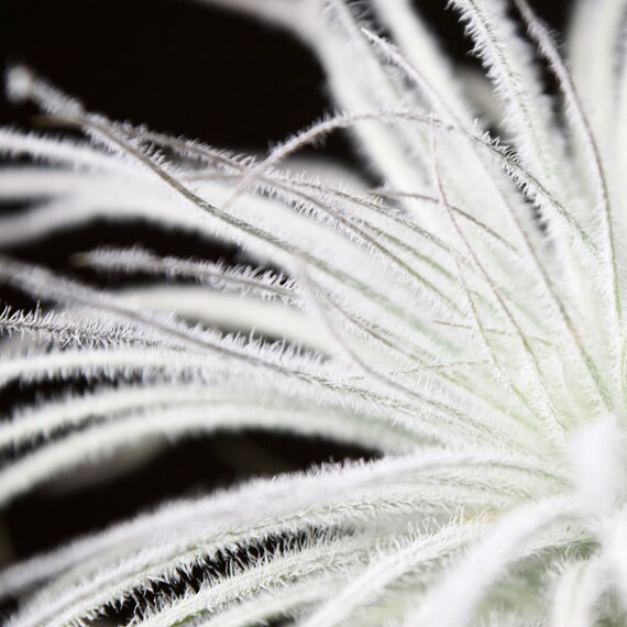 XL Tillandsia Tectorum Ecuador | Fuzzy Snow Ball Air Plant - Etsy