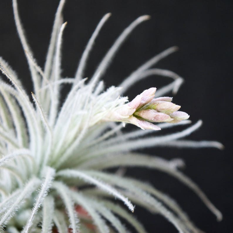May include: A close-up of a white air plant with a pink flower bud. The plant has long, thin leaves that are covered in a fine white fuzz.