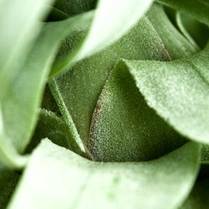 Tillandsia Streptophylla Linguine Plant image 9