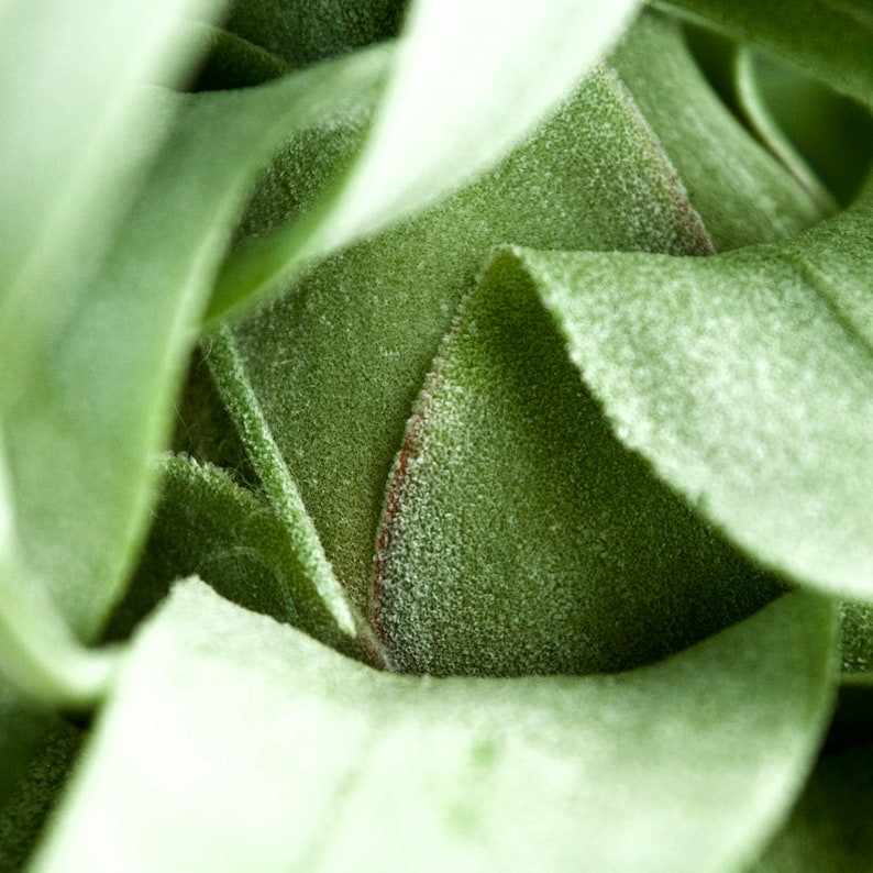 Tillandsia Streptophylla Linguine Plant image 9