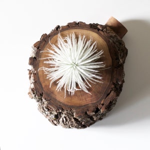 May include: A white air plant sits in the center of a wooden slice, which has a rough bark texture. The wood is a dark brown color.