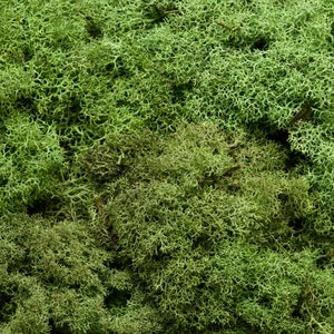 Preserved Reindeer Moss - Fern