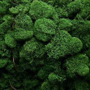 May include: Close-up of vibrant green moss, showcasing a dense, textured appearance. The moss appears to be in clumps, with a detailed, interwoven structure. The color is a rich, natural green, suggesting freshness and vitality. This image is ideal for nature-themed crafts and decor.
