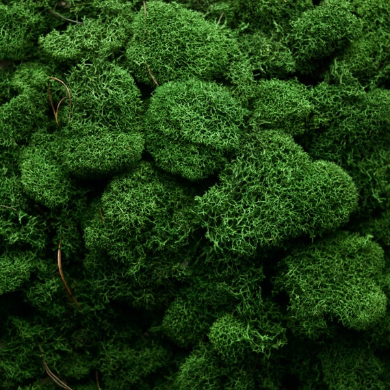 CCINEE Moss Preserved, 4 OZ Fake Green Reindeer Moss For Potted Plants For Craft Arts Floral Wall Decor Wedding Centerpieces Fairy Garden Artificial Terrariums Decoration For Christmas(Green