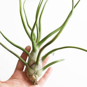 Space Onion Tillandsia Bulbosa Belize image 3