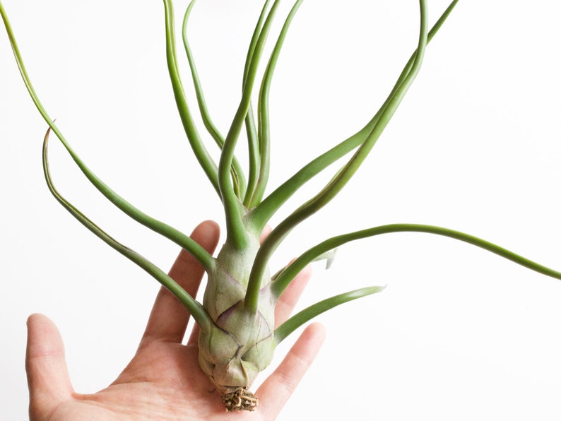 Space Onion Tillandsia Bulbosa Belize image 3