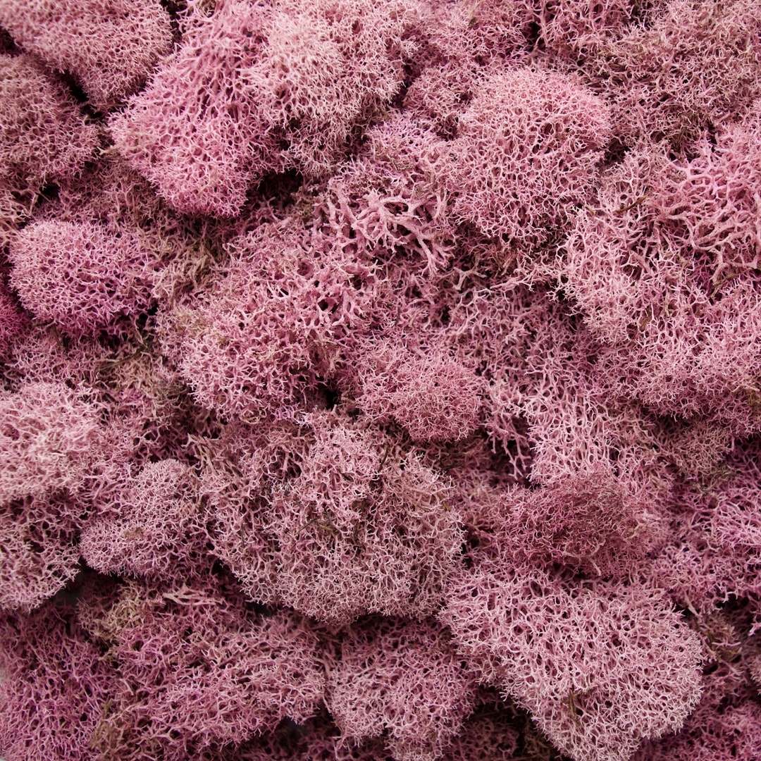 Preserved Reindeer Moss Dusty Rose