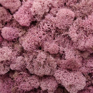Preserved Reindeer Moss - Dusty Rose