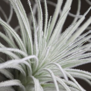 XL Tillandsia Tectorum Peru Specimen RARE Fuzzy Air Plant image 7