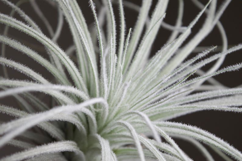 XL Tillandsia Tectorum Peru Specimen RARE Fuzzy Air Plant image 7