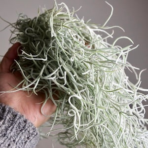 Tillandsia Usneoides | RARE THICK Live Spanish Moss