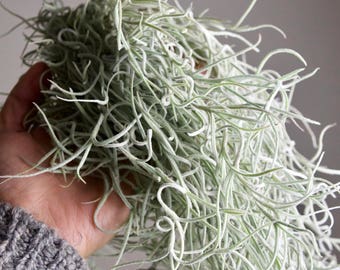 Tillandsia Usneoides | RARE THICK Live Spanish Moss Air Plant