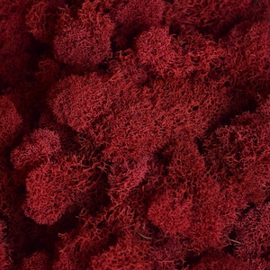 May include: A close-up of a pile of red reindeer moss. The moss is soft and fluffy, and it has a natural, rustic look.