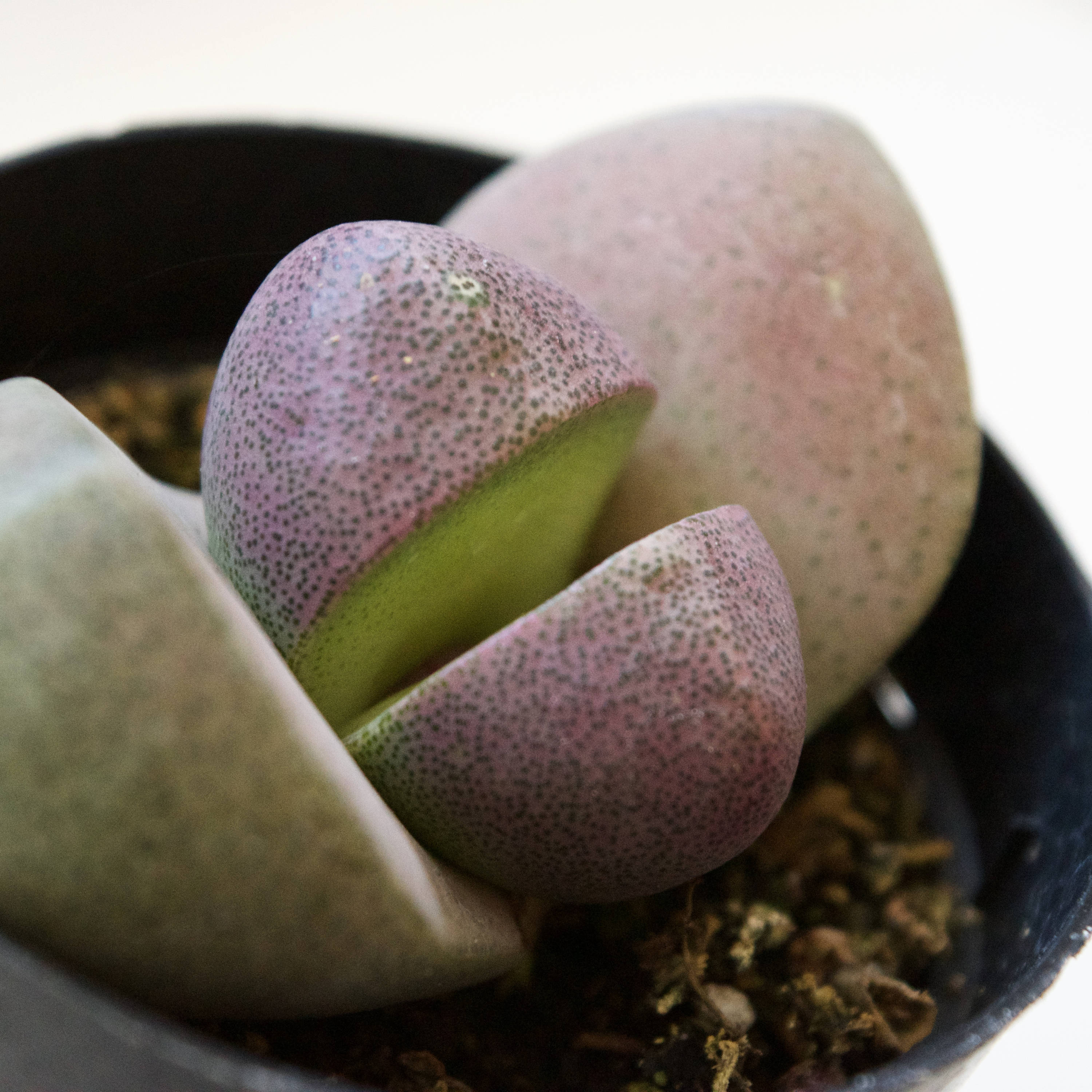ikea zz plant Natural plants - Zamioculcas