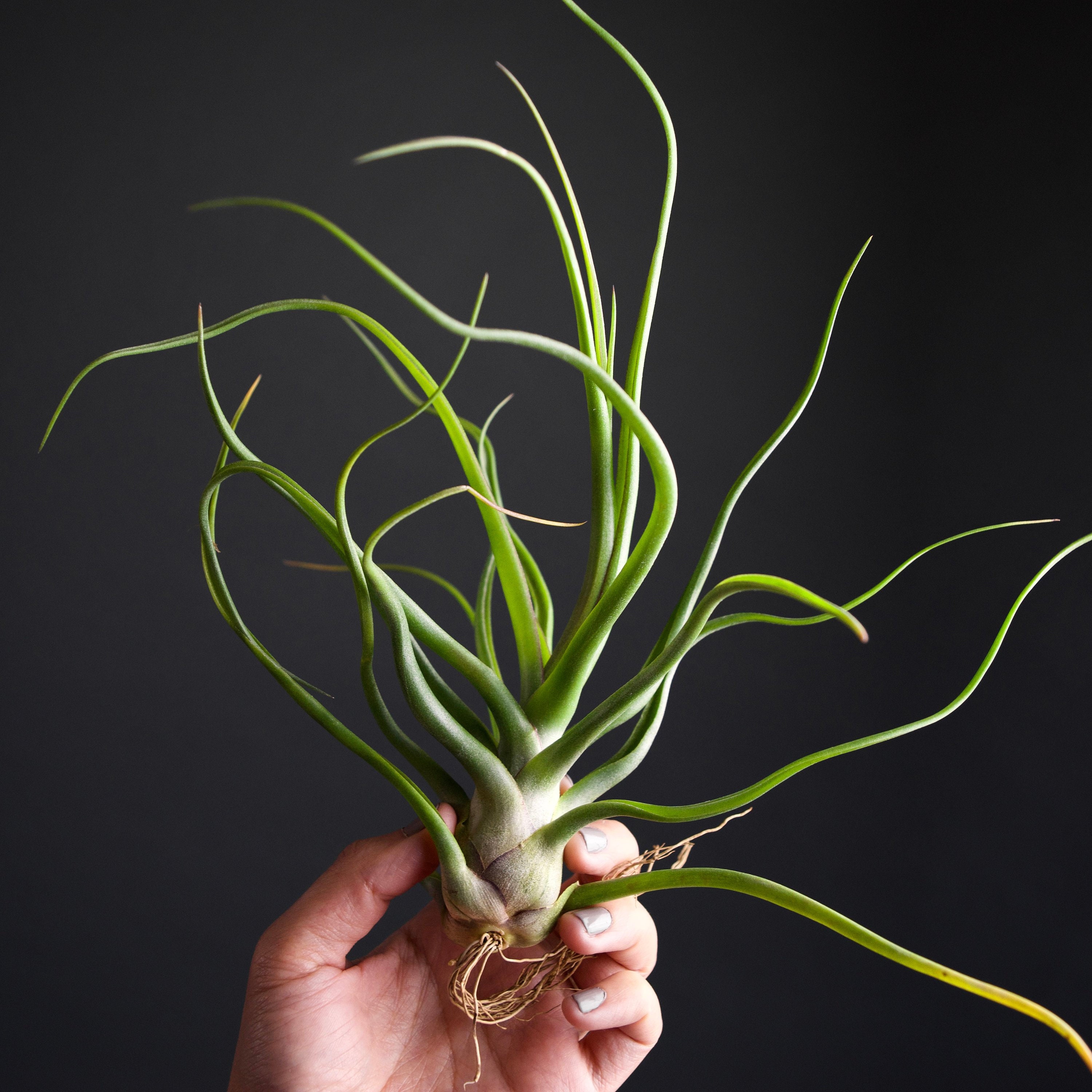 RARE Tillandsia Showtime Specimen : Bulbosa X Streptophylla