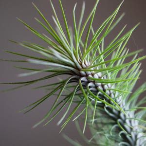 Caterpillar Air Plant Tillandsia Funckiana x Recurvifolia RARE HYBRID image 3