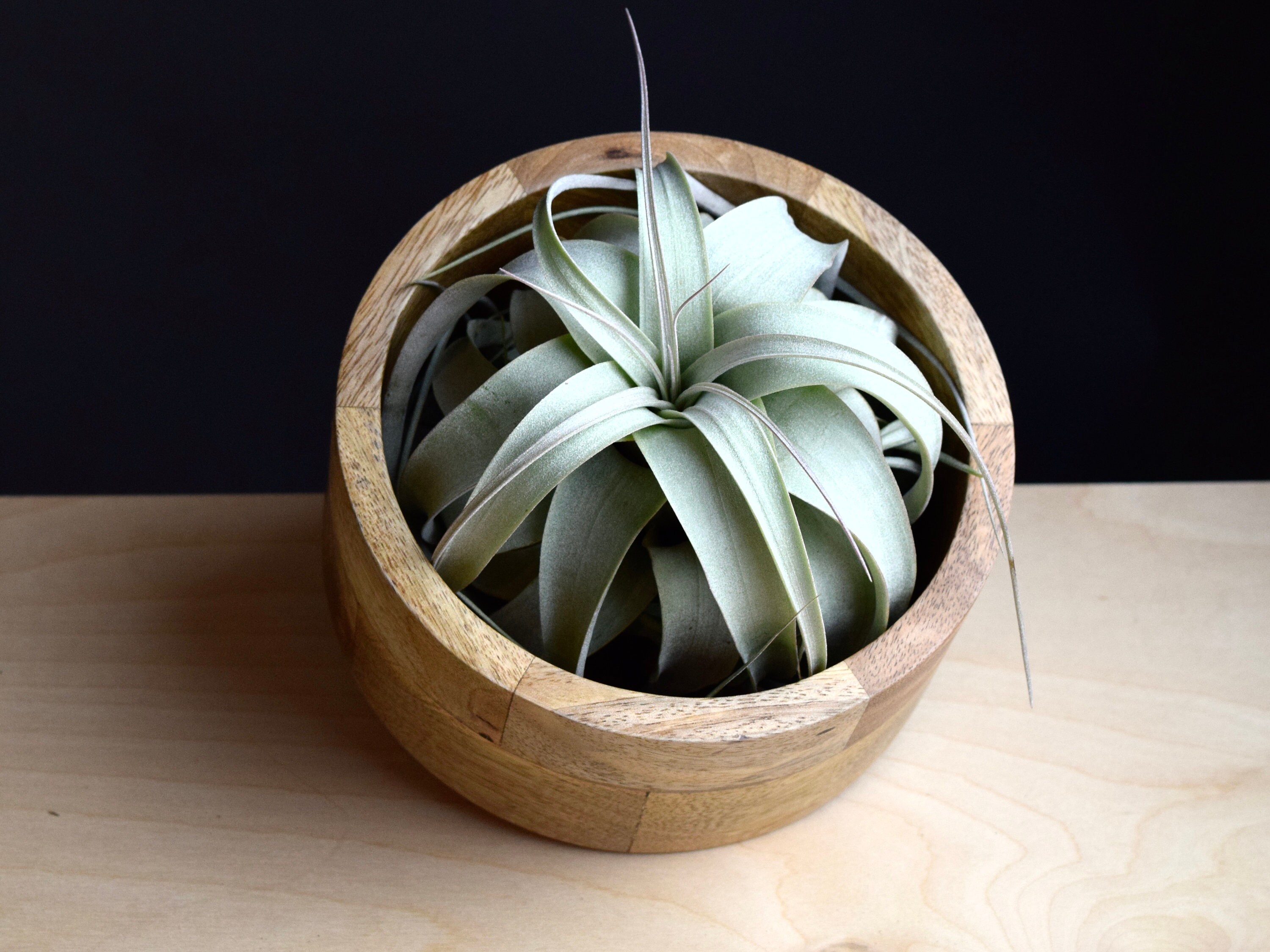 tillandsia airplant air plant Details about Silver Queen x self tillandsia airplant air plant Details about Silver Queen x self