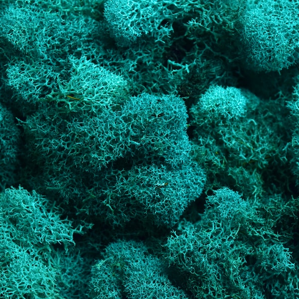 Preserved Reindeer Moss - Turquoise