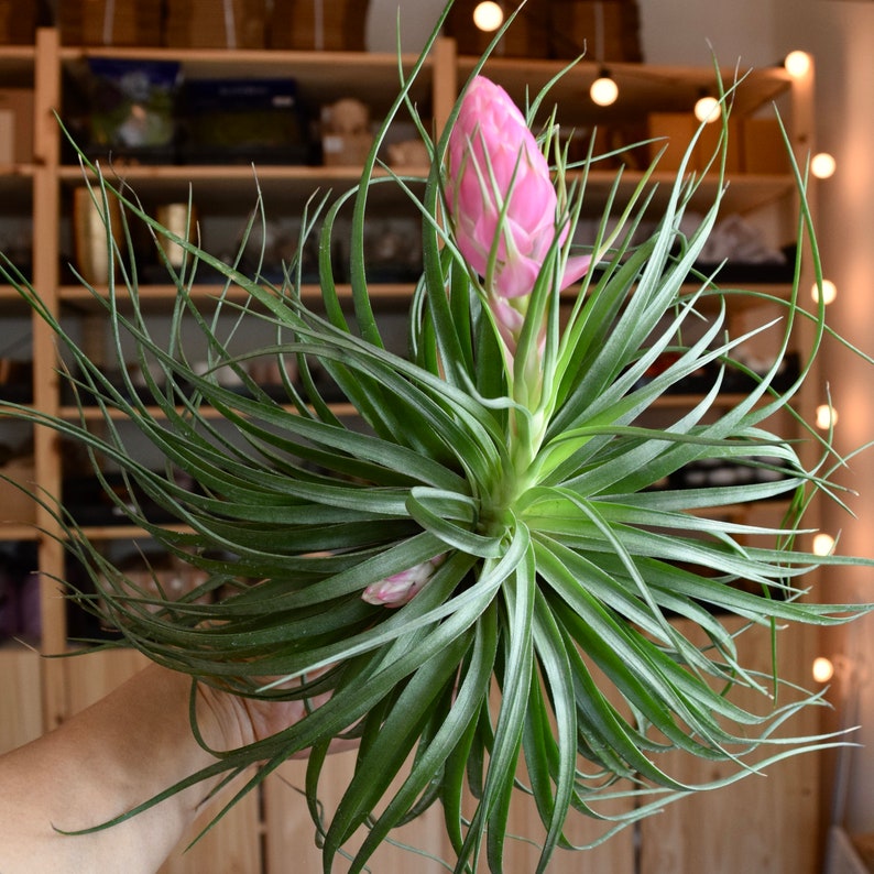 Tillandsia Stricta Cousin It Specimen image 2