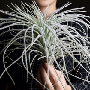 XL Tillandsia Tectorum Peru Specimen RARE Fuzzy Air Plant image 9