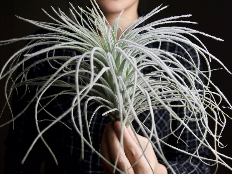 XL Tillandsia Tectorum Peru Specimen RARE Fuzzy Air Plant image 9