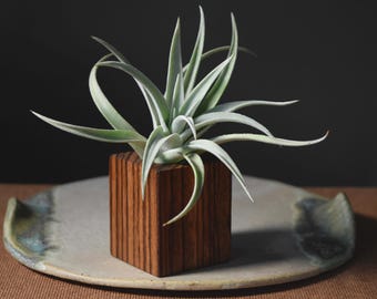 Zebra Wood Display