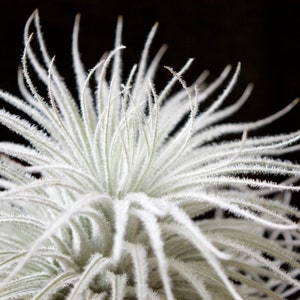 Tillandsia Tectorum Ecuador - Fuzzy Snowball