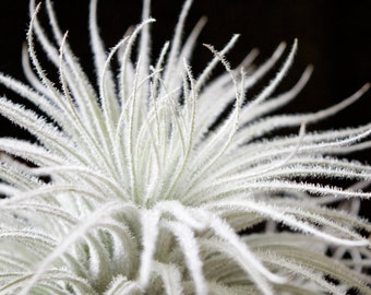 Tillandsia Tectorum Ecuador - Fuzzy Snowball