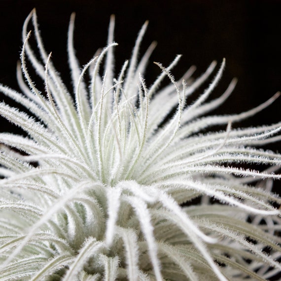 juncea air plant Tillandsia Juncea Air Plant – Air Plant Direct main image 0