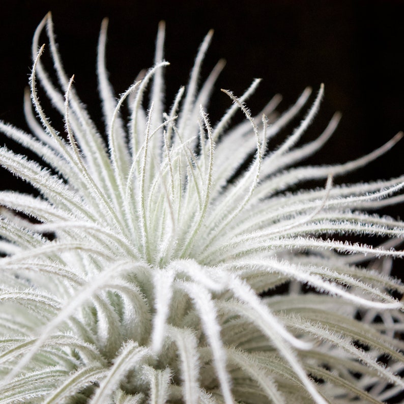 Tillandsia Tectorum Ecuador - Fuzzy Snowball 