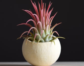 Tillandsia Bulbosa- 