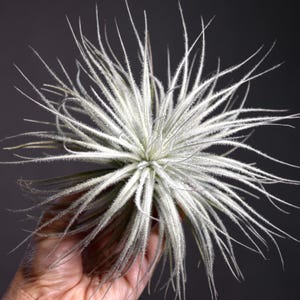 Tillandsia Tectorum Ecuador - Fuzzy Snowball Air Plant image 8