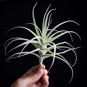Tillandsia Straminea Dwarf