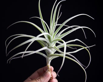 Tillandsia Straminea Dwarf